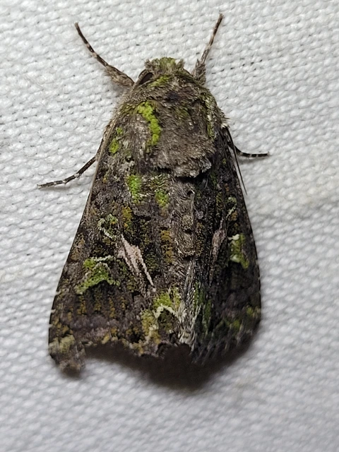 Trachea atriplicis - nyári zöldbagoly