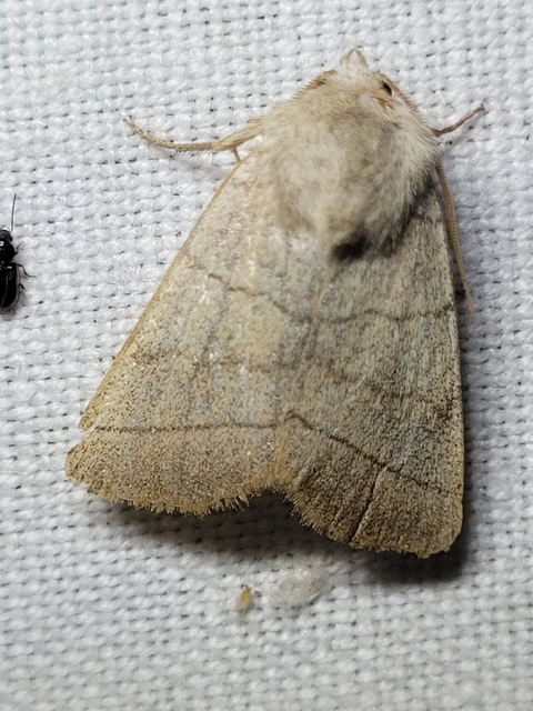 Charanyca trigrammica - háromsávos lombbagoly