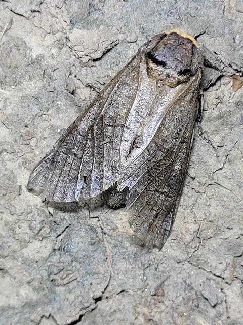 Cossus cossus - fűzfarontólepke