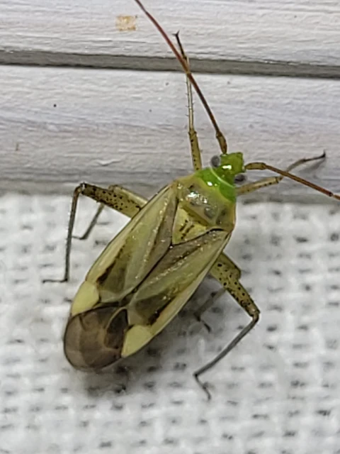 Adelphocoris lineolatus - lucernapoloska