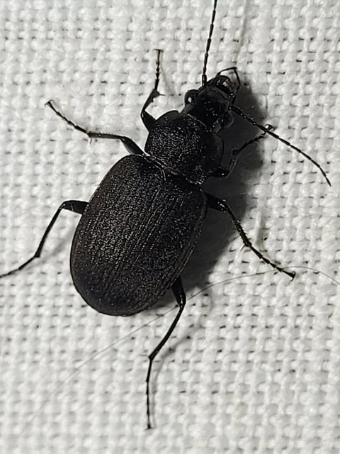 Chlaenius tristis - fekete bűzfutó