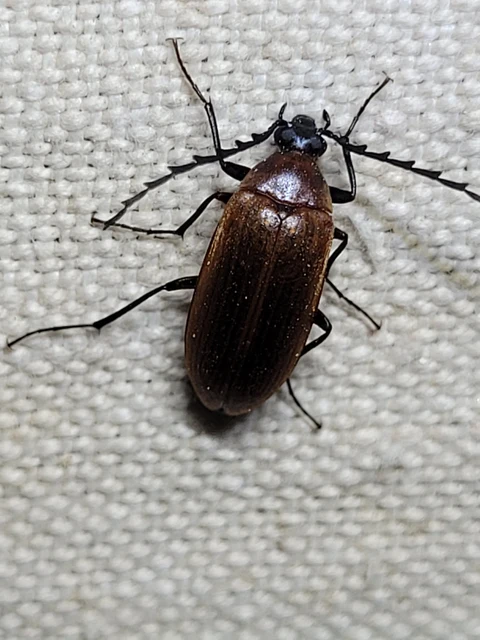 Pseudocistela ceramboides - narancssárga alkonybogár