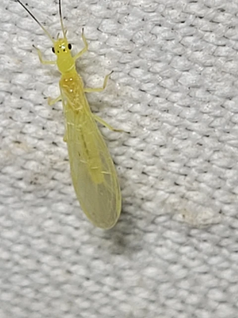 Plecoptera - Álkérészek