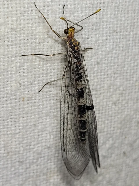 Megistopus flavicornis - kétfoltos hangyaleső