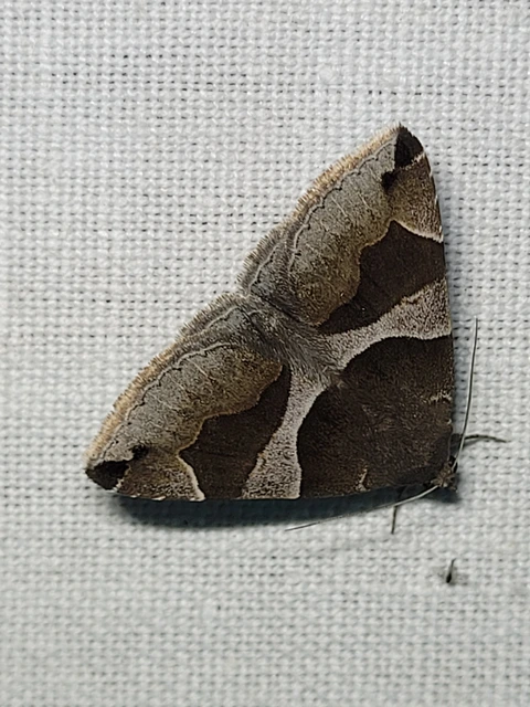 Dysgonia algira - déli porcelánbagoly
