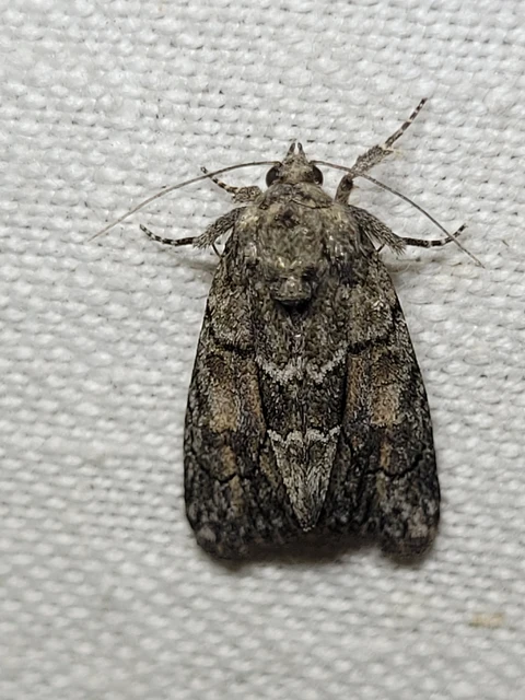 Cryphia fraudatricula - homoki zuzmóbagoly