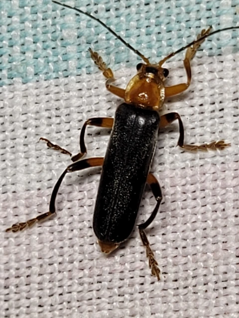 Cantharis livida - mezei lágybogár