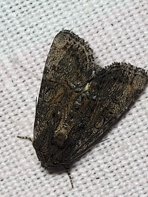 Oligia strigilis/latruncula/versicolor