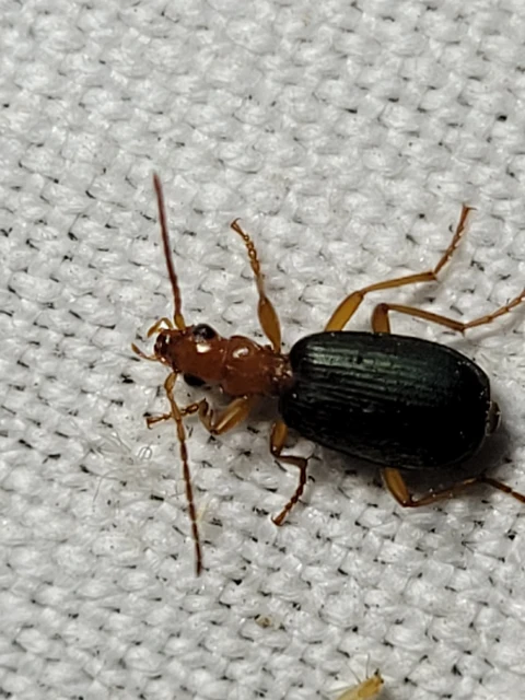 Brachinus