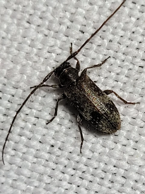 Exocentrus adspersus - tölgyfa-rőzsecincér