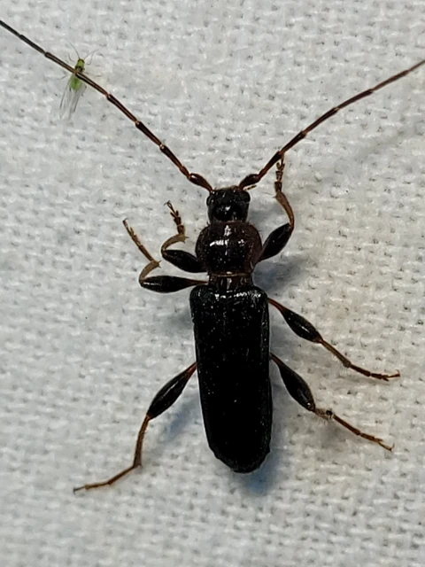 Phymatodes testaceus - változékony korongcincér
