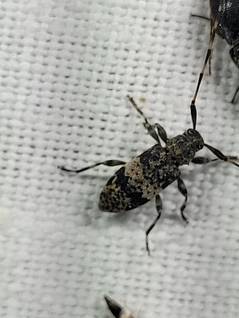 Leiopus nebulosus - öves gesztcincér