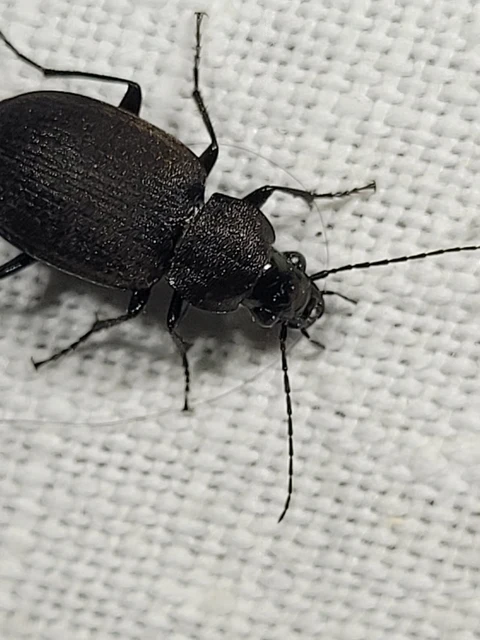 Chlaenius tristis - fekete bűzfutó
