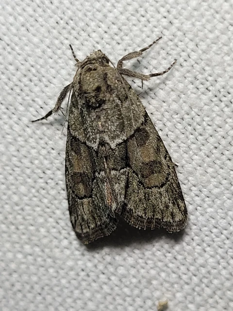 Cryphia fraudatricula - homoki zuzmóbagoly