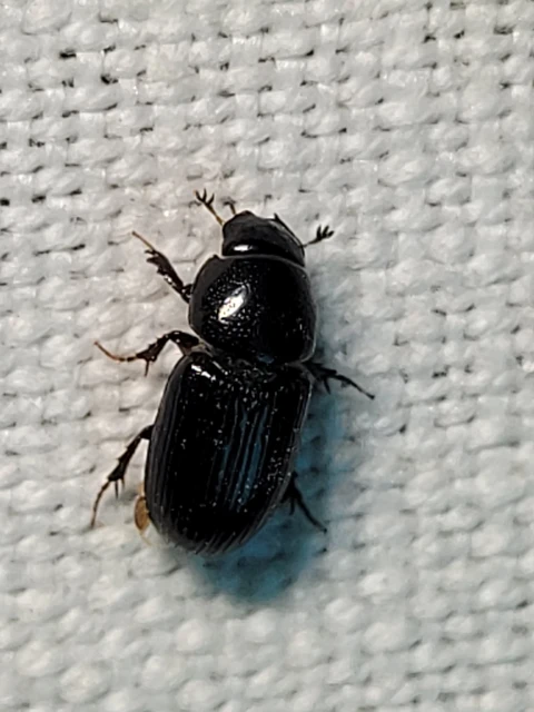 Aphodius varians - változékony trágyabogár