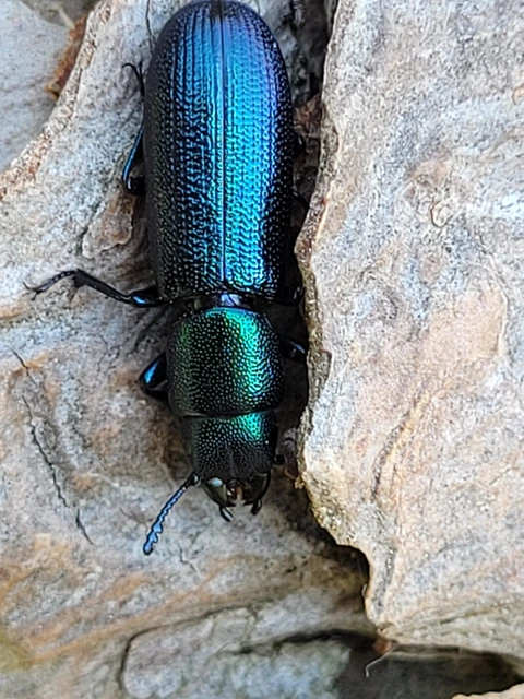 Temnochila caerulea