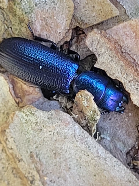Temnochila caerulea