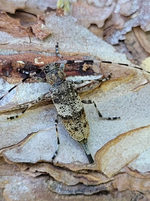 Acanthocinus griseus - szürke daliáscincér