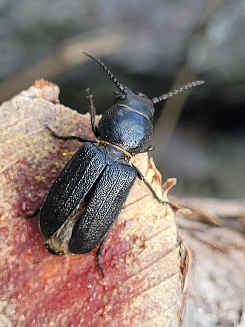 Spondylis buprestoides - erdei félcincér