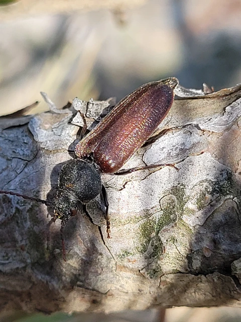 Asemum striatum - komor fenyőcincér