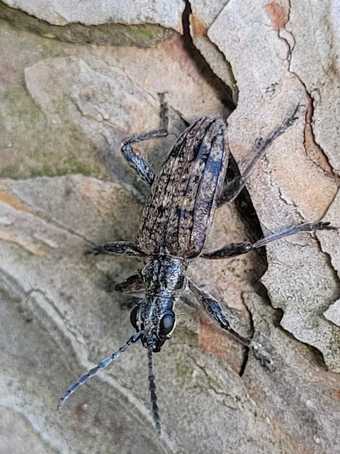 Rhagium inquisitor - fenyves-tövisescincér
