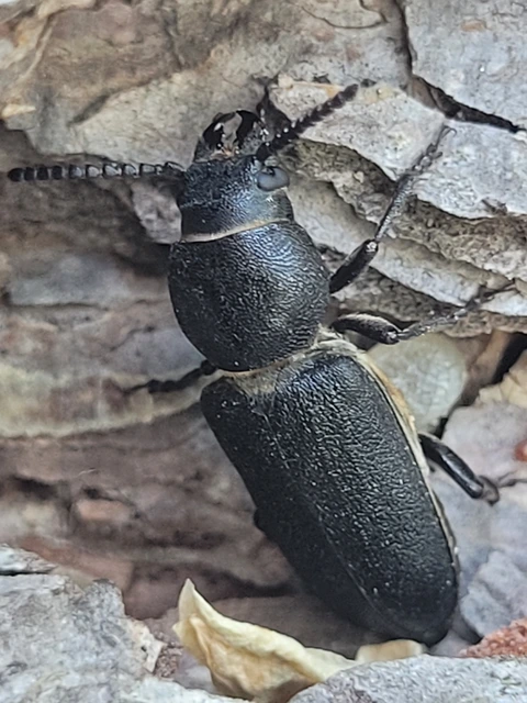 Spondylis buprestoides - erdei félcincér