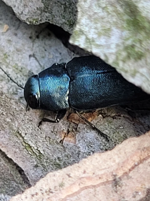 Phaenops cyanea - kék fürgedíszbogár