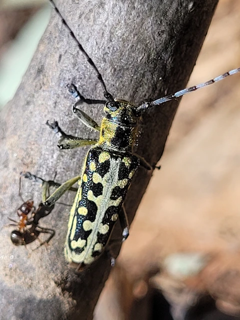 Saperda scalaris - létracincér