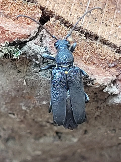 Stictoleptura scutellata - hegyi virágcincér