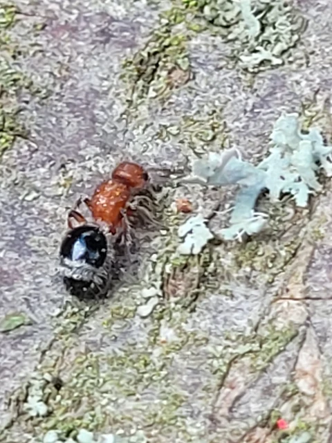 Mutillidae - hangyadarazsak