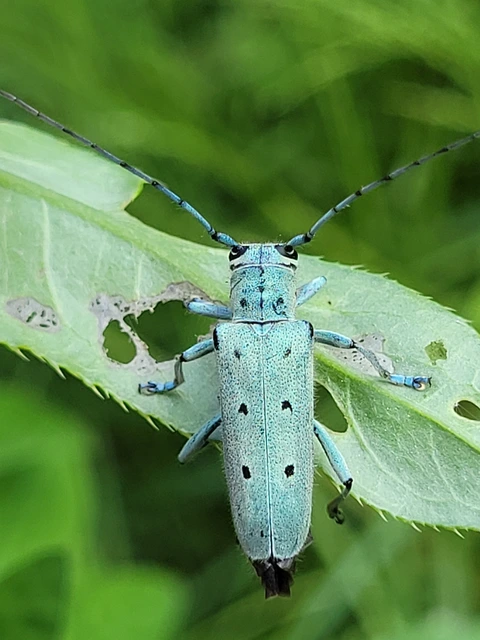 Saperda octopunctata - nyolcpontos cincér
