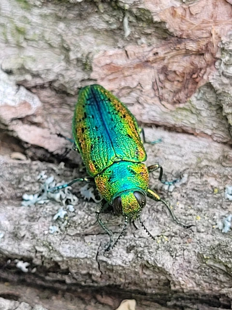 Lamprodila rutilans - hársfa-tarkadíszbogár Lamprodila rutilans - hársfa-tarkadíszbogár