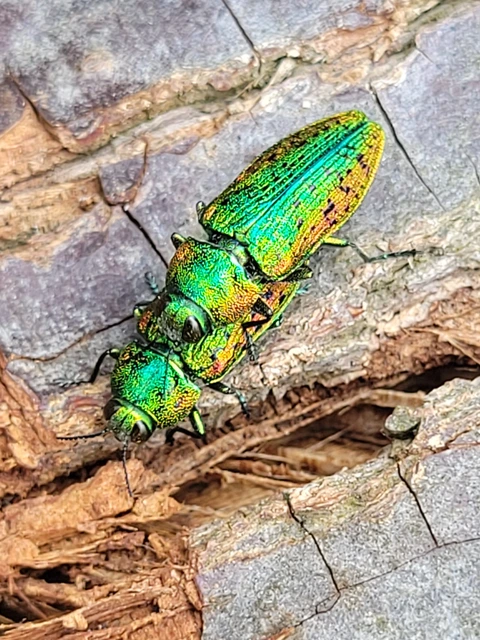 Lamprodila rutilans - hársfa-tarkadíszbogár Lamprodila rutilans - hársfa-tarkadíszbogár