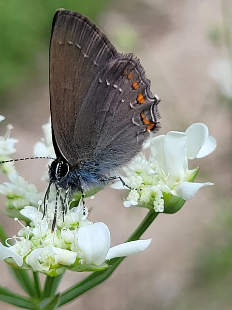 Satyrium ilicis - tölgyfa-csücsköslepke