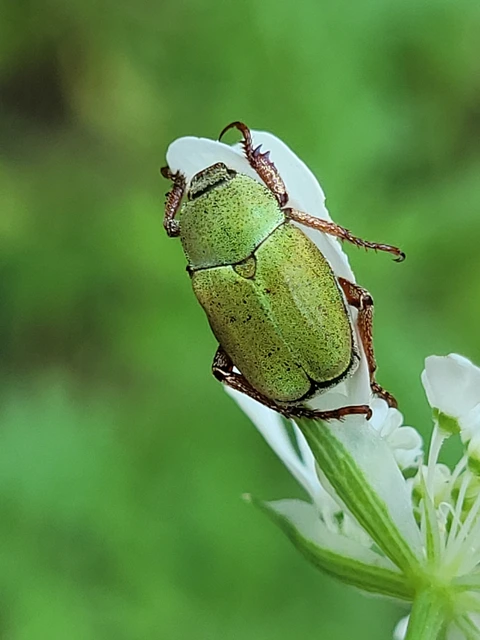 Hoplia dilutipes