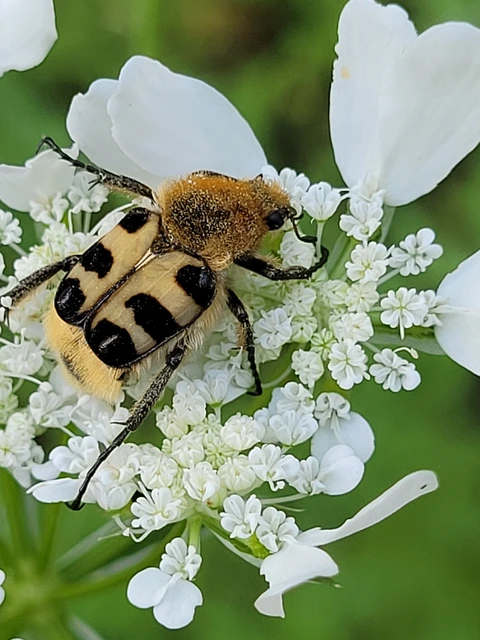Trichius sexualis - keleti prémesbogár