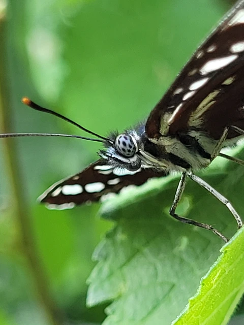 Neptis rivularis - nagy fehérsávoslepke