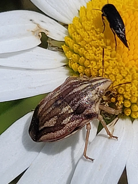 Odontotarsus