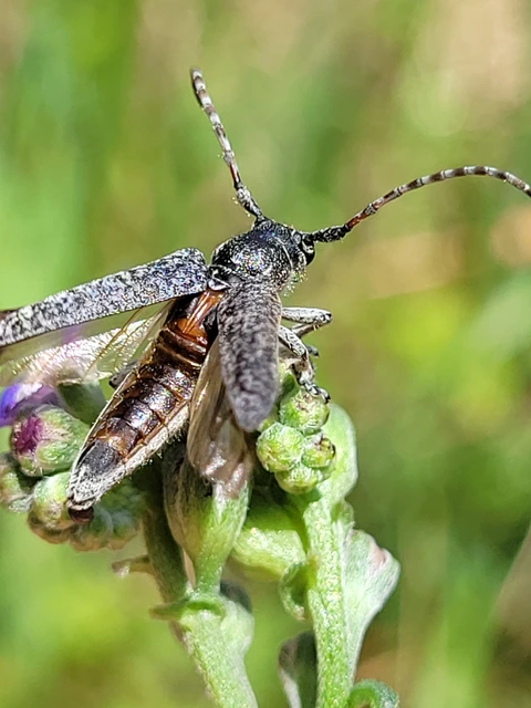 Pilemia tigrina - atracélcincér