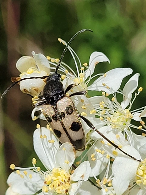 Pachytodes erraticus - rajzos virágcincér