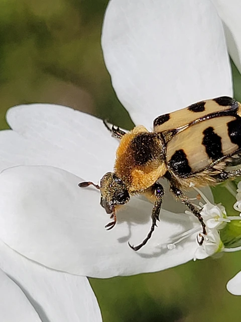 Trichius sexualis - keleti prémesbogár