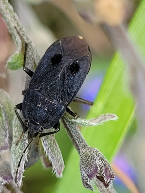Graptopeltus validus