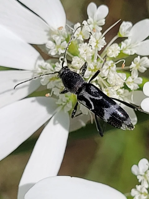 Chlorophorus figuratus - rajzos darázscincér