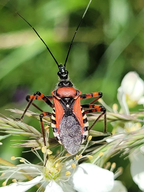 Rhynocoris iracundus - közönséges gyilkospoloska