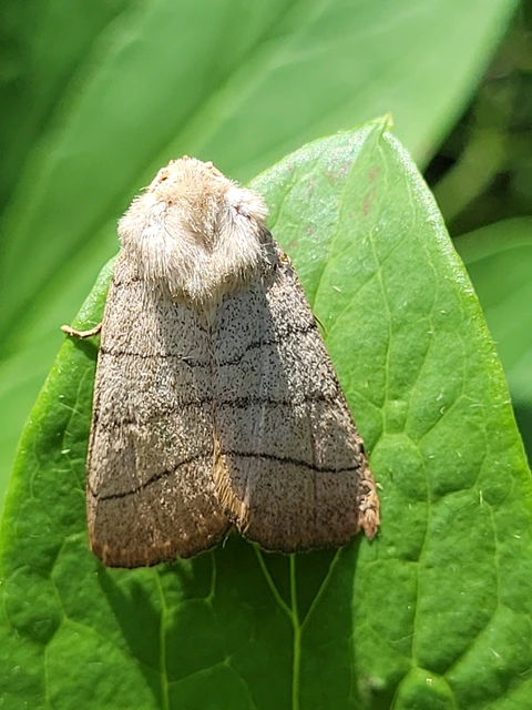 Charanyca trigrammica - háromsávos lombbagoly