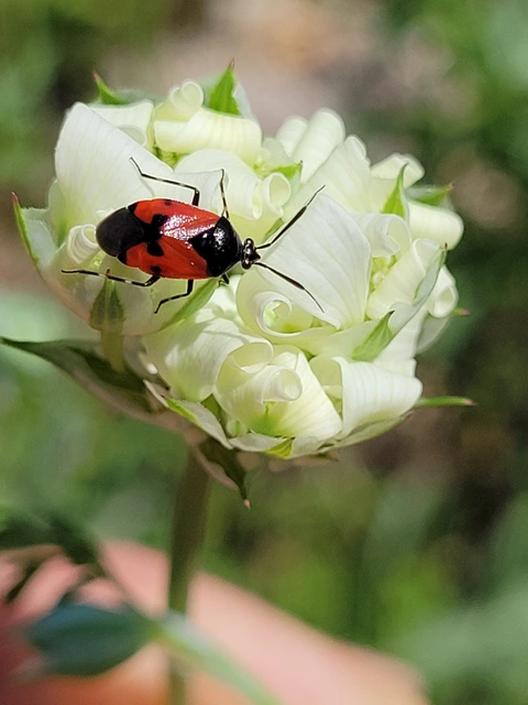 Deraeocoris rutilus - cinóber mezeipoloska