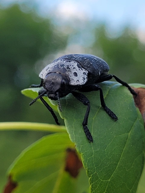 Capnodis tenebrionis - kökény-tükrösdíszbogár