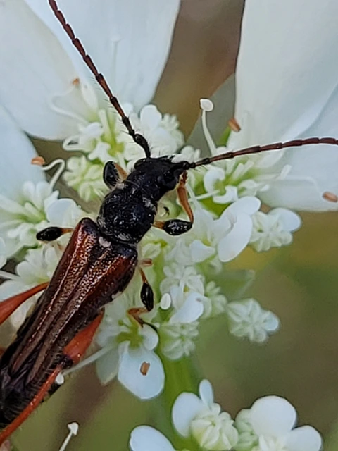 Stenopterus rufus - tarkacsápú keskenyfedőscincér