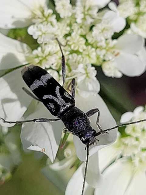 Chlorophorus figuratus - rajzos darázscincér