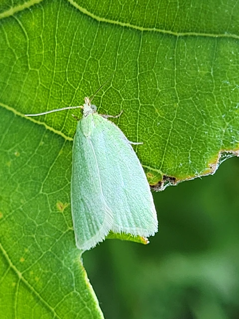 Tortrix viridana - tölgyilonca